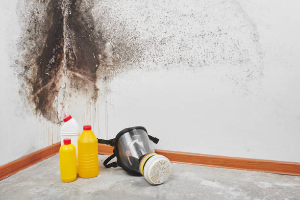 Best Toxic Mold Removal  in Onsted, MI