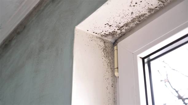 Best Mold Damage Repair  in Onsted, MI