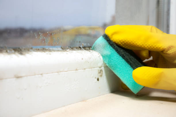 Best Mold Remediation Experts  in Onsted, MI