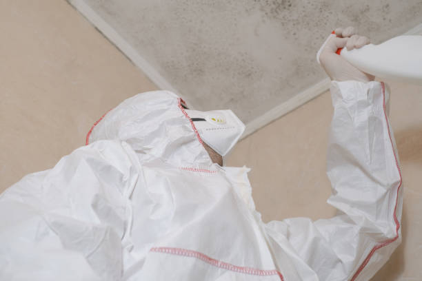 Best Local Mold Removal Service  in Onsted, MI