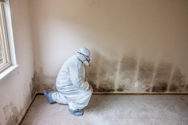 Trusted Onsted, MI Mold Removal Experts