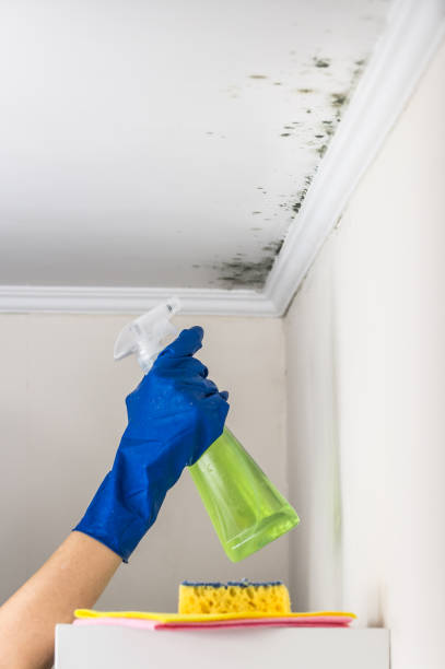 Mold Removal Process in Onsted, MI