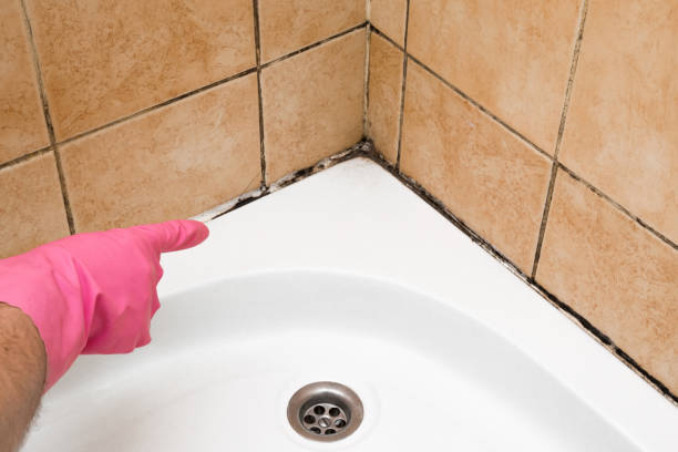 Best Office Mold Removal Services  in Onsted, MI